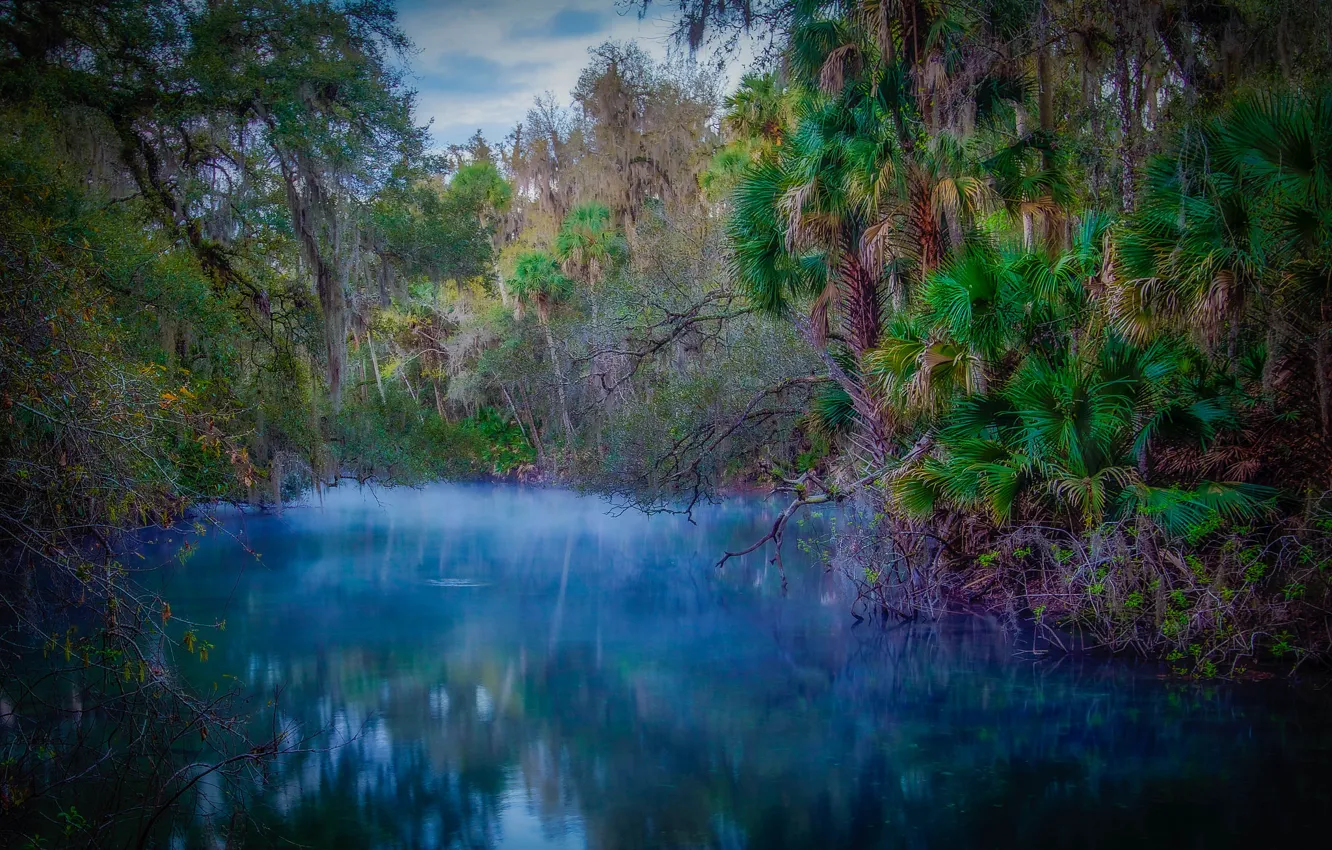 Photo wallpaper forest, trees, tropics, river, thickets