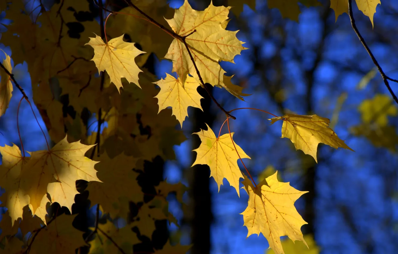 Photo wallpaper autumn, leaves, nature