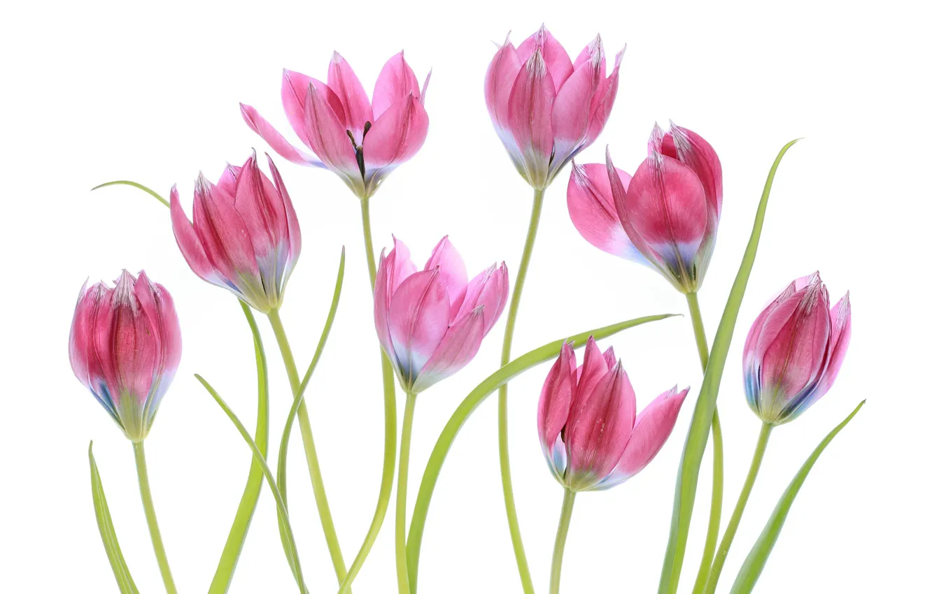 Photo wallpaper macro, pink, tulips