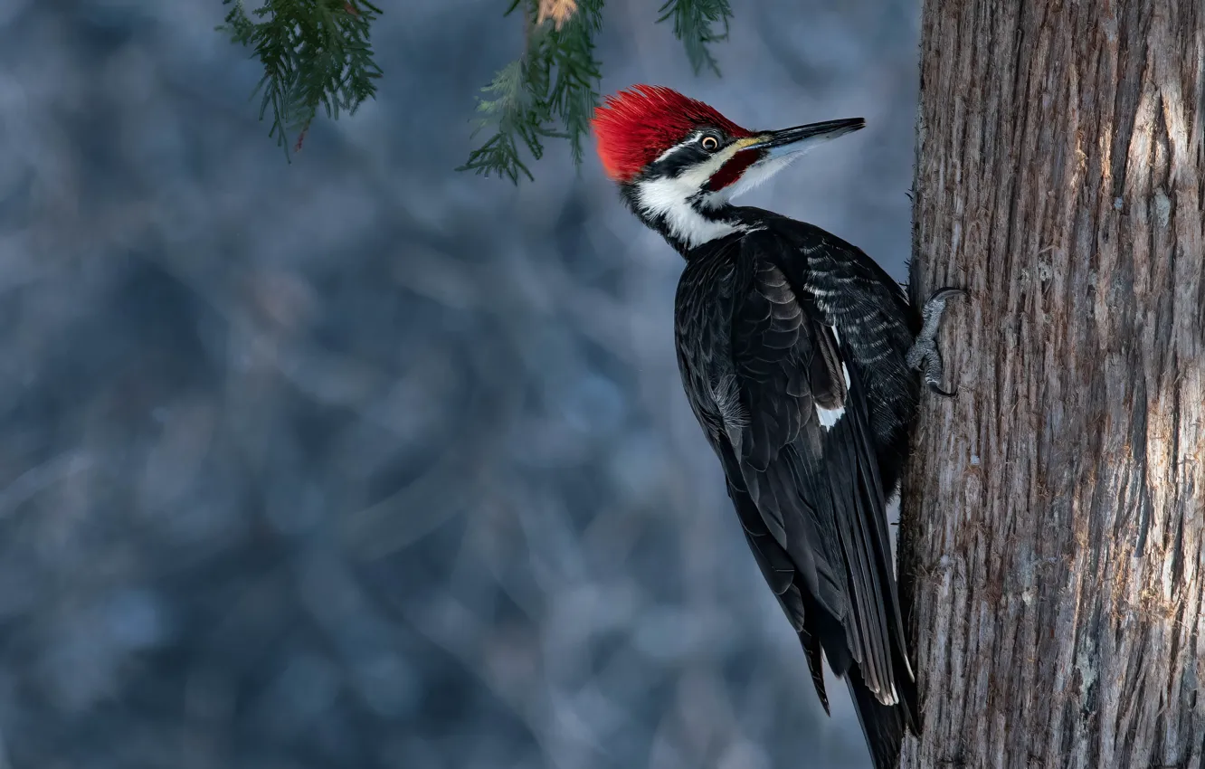 Photo wallpaper trees, background, bird, woodpecker