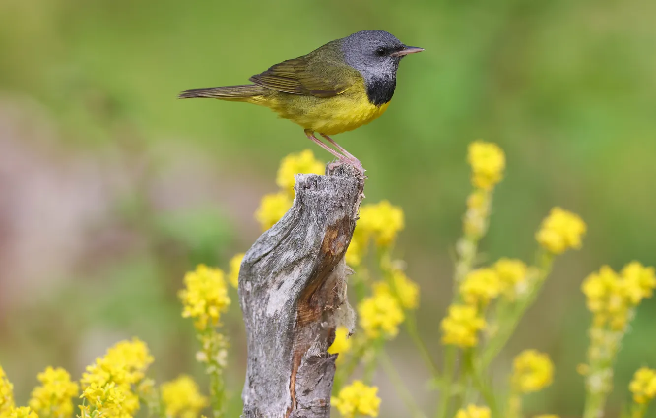 Photo wallpaper flowers, bird, stump, rape, the masked grey-headed singer