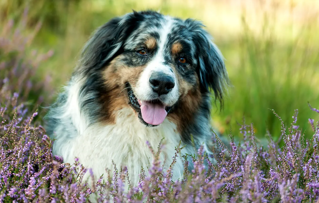 Photo wallpaper look, each, dog