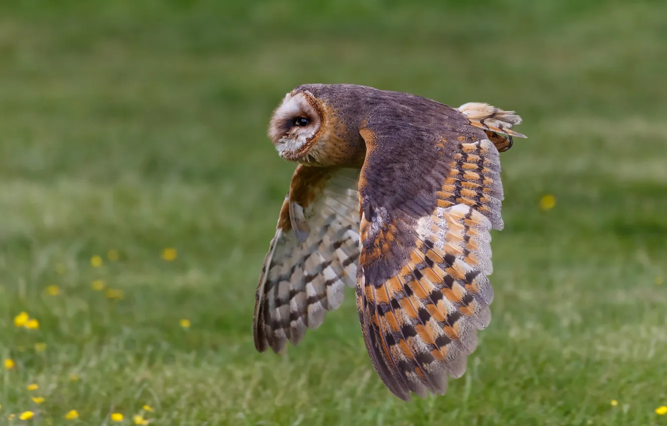 Photo wallpaper flight, nature, background, owl, bird, wings, the barn owl, the scope