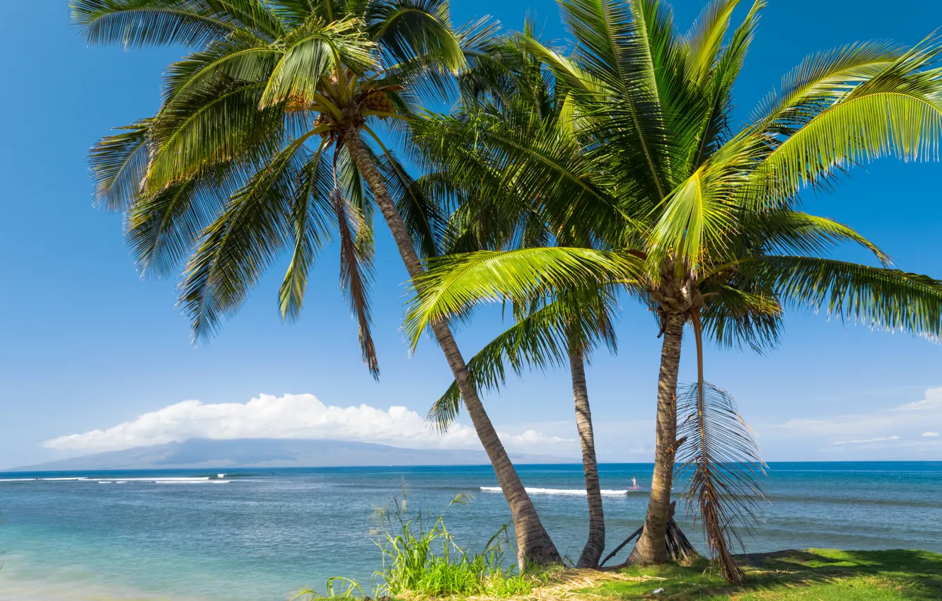 Photo wallpaper sea, the sun, tropics, palm trees, coast, Hawaii, USA