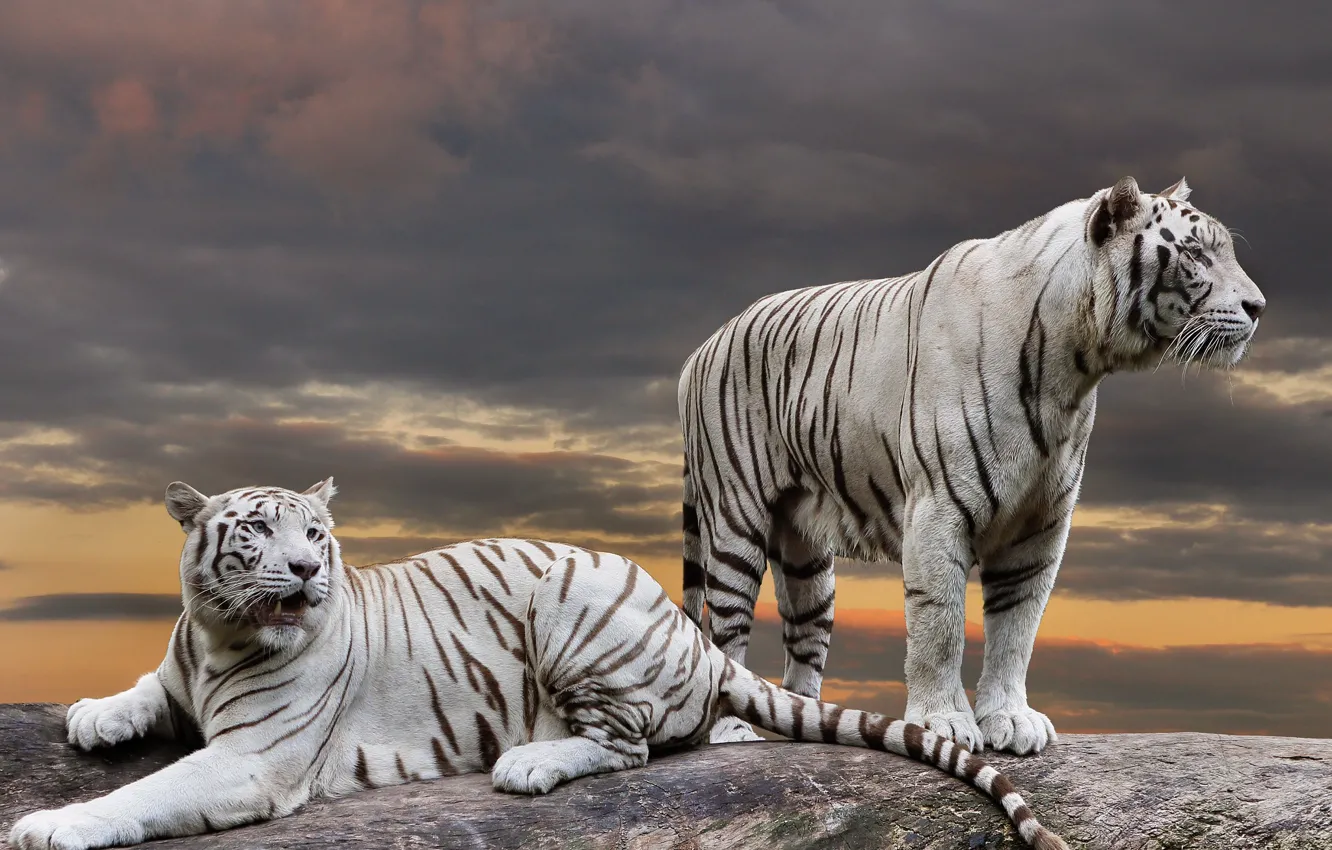 Photo wallpaper white, the sky, look, sunset, clouds, tiger, pose, collage