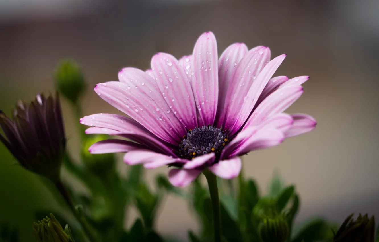 Photo wallpaper water, drops, flowers, petals, lilac