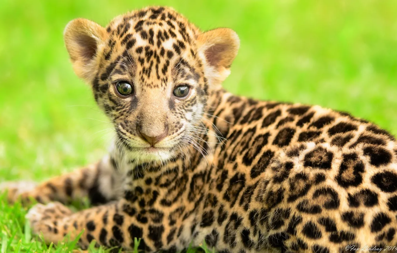 Photo wallpaper predator, baby, muzzle, spot, Jaguar, cub, kitty, wild cat