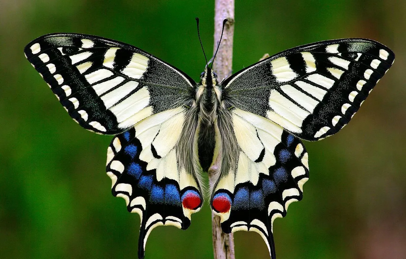 Photo wallpaper branches, microsemi, butterfly, wings, insect, beautiful, closeup