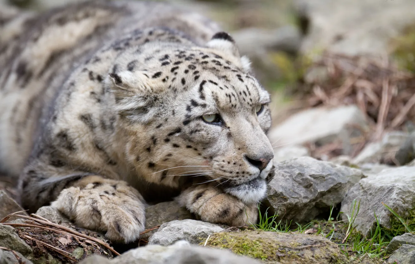 Photo wallpaper cat, look, face, stones, IRBIS, snow leopard