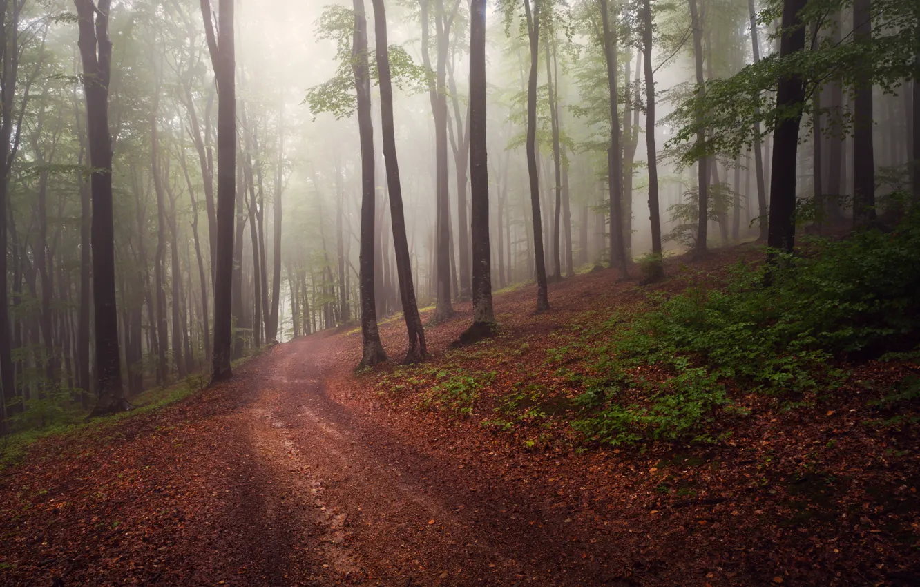 Photo wallpaper road, forest, fog