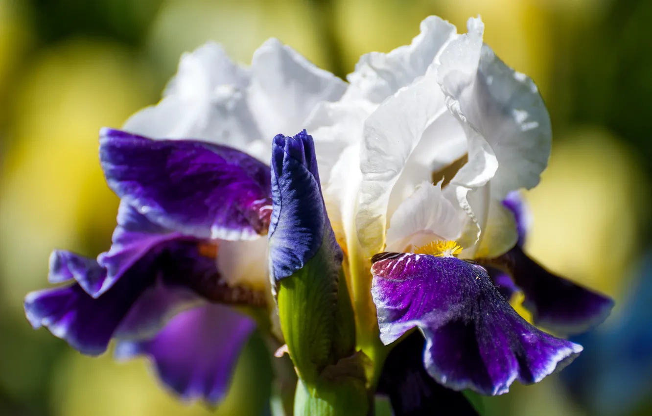 Photo wallpaper the sun, macro, iris