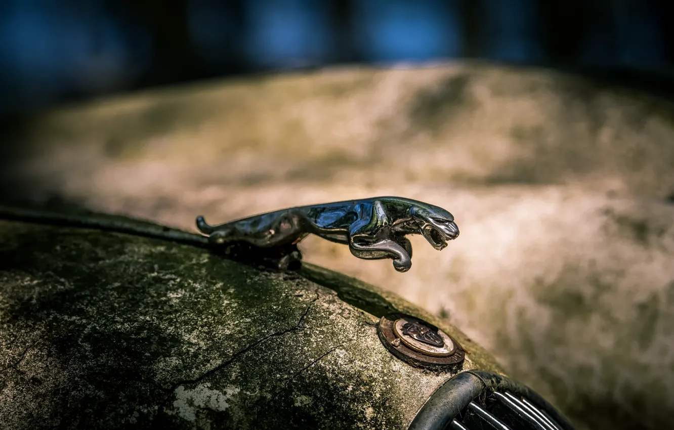 Photo wallpaper machine, sign, Jaguar