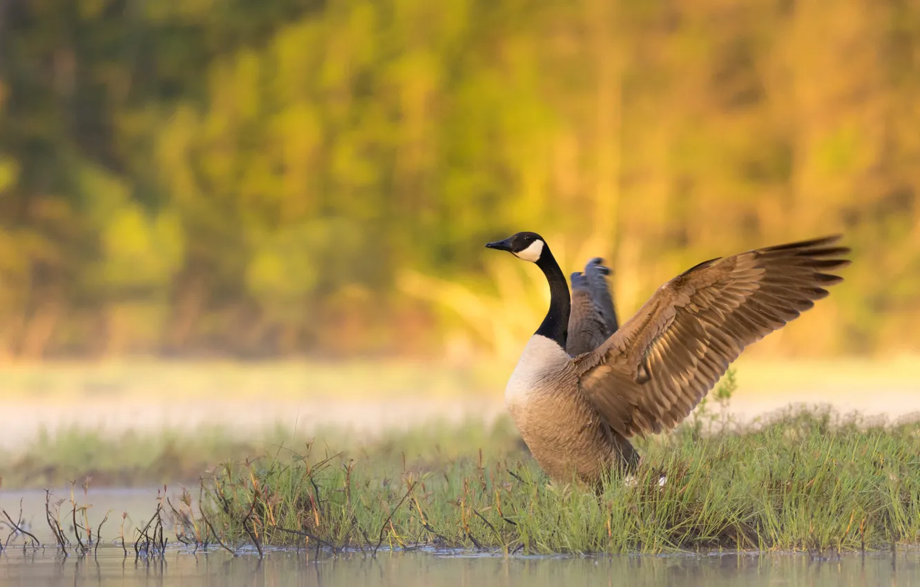 Photo wallpaper bird, wings, geese, The Canada goose