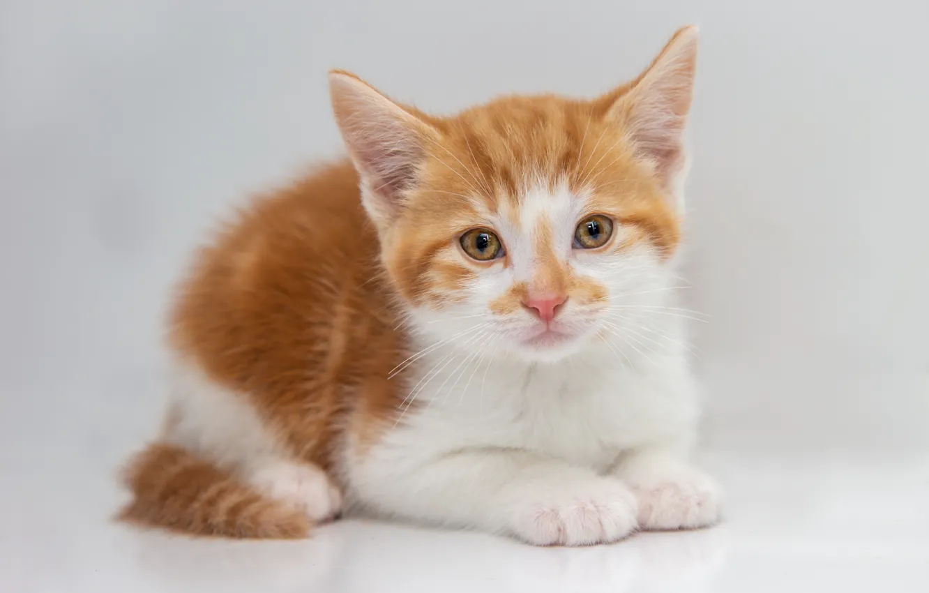 Photo wallpaper cat, white, look, pose, background, portrait, light, small