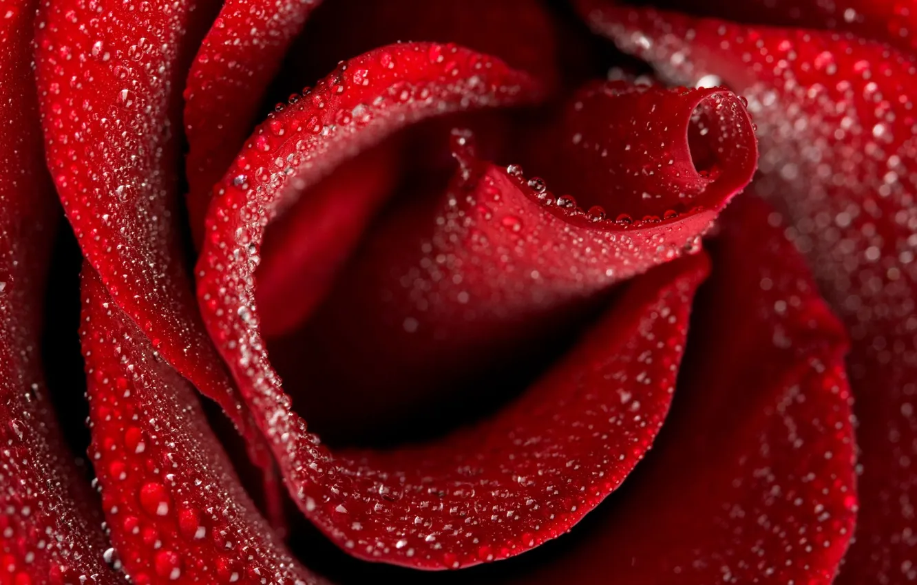 Photo wallpaper drops, macro, flowers, red, rose