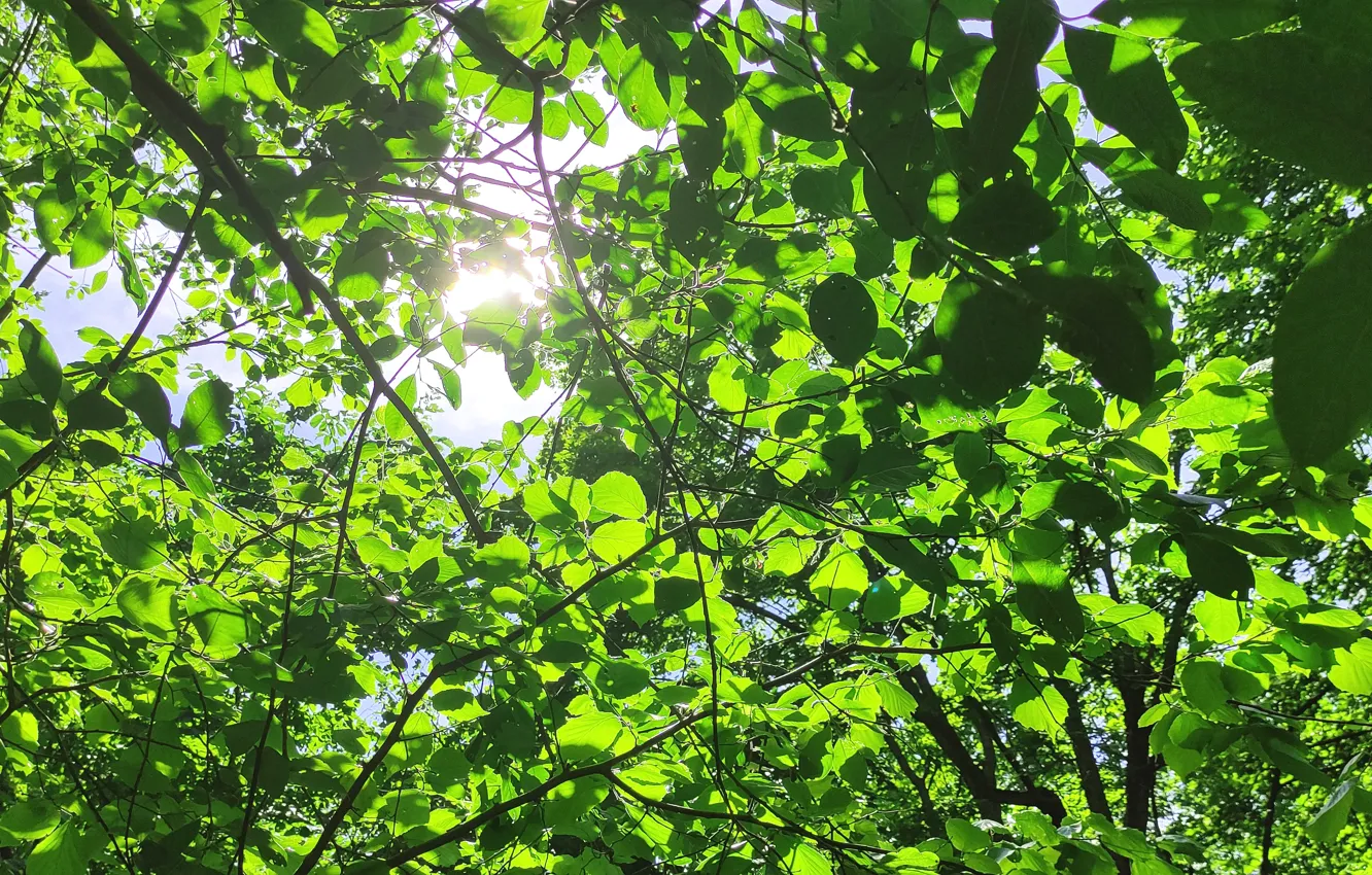 Photo wallpaper trees, leaves, summer, the sun, grass, grove, forest, August