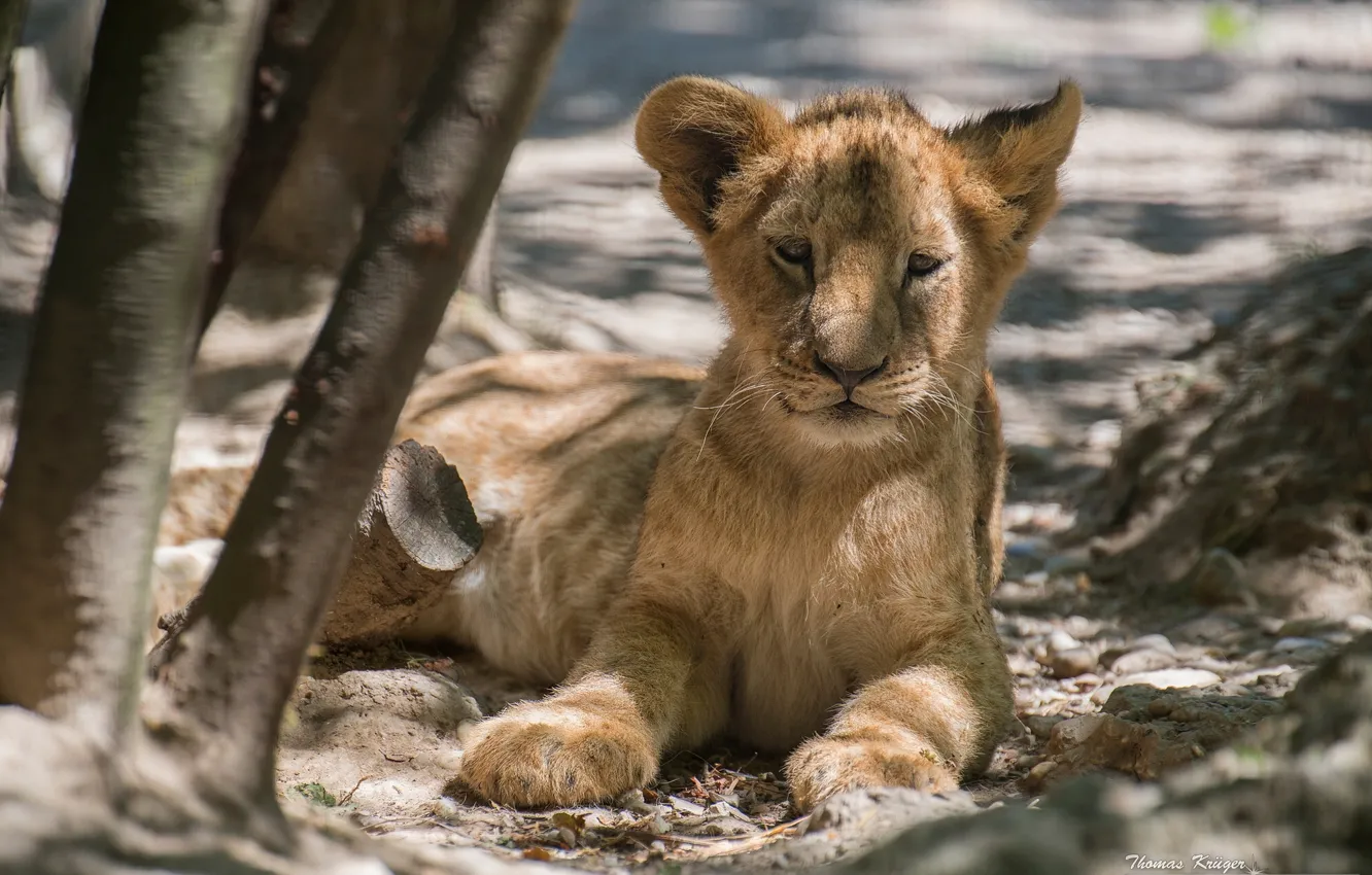 Photo wallpaper cub, Leo, lion