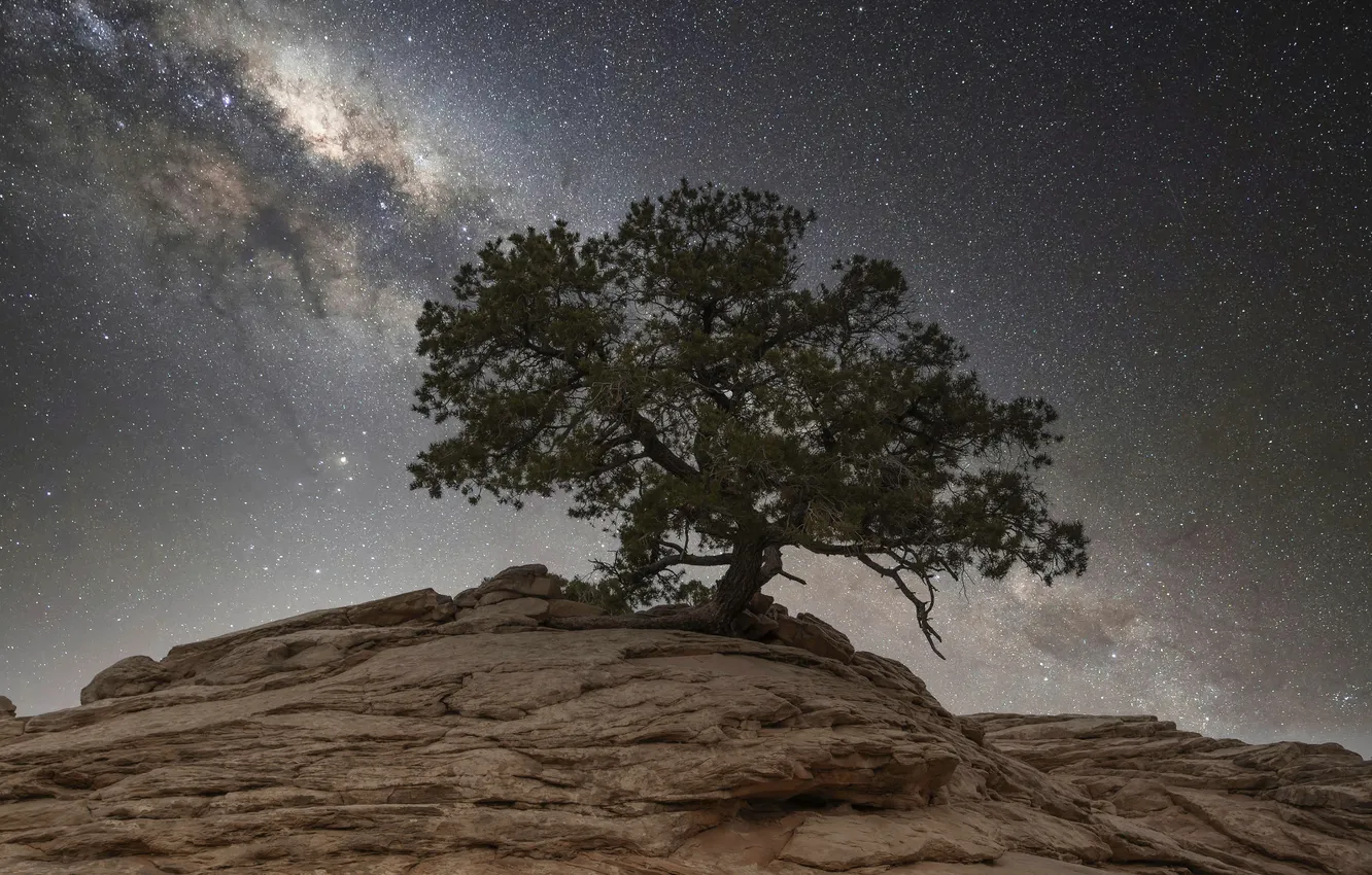 Photo wallpaper the sky, stars, trees, mountains, night, stones, rocks, branch