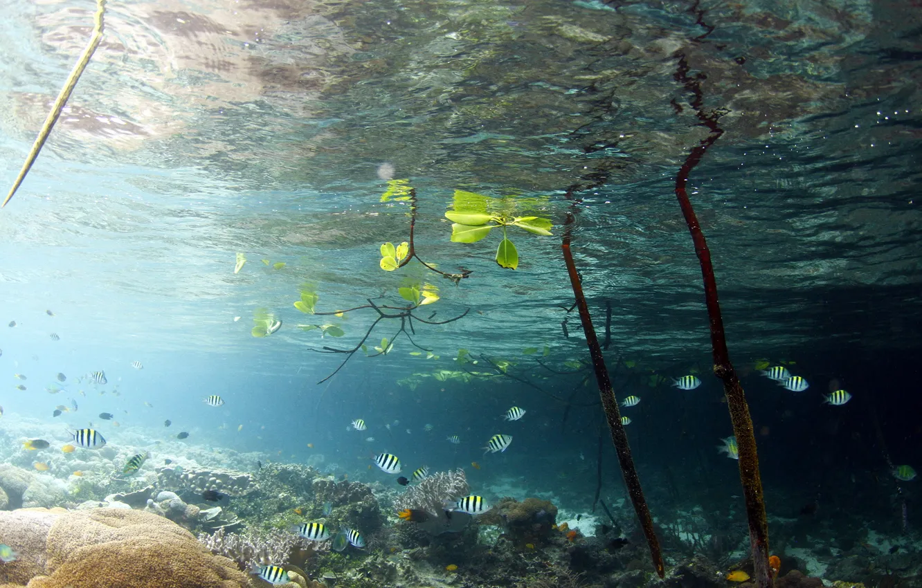 Photo wallpaper leaves, water, fish, fish, branches, lake, underwater world