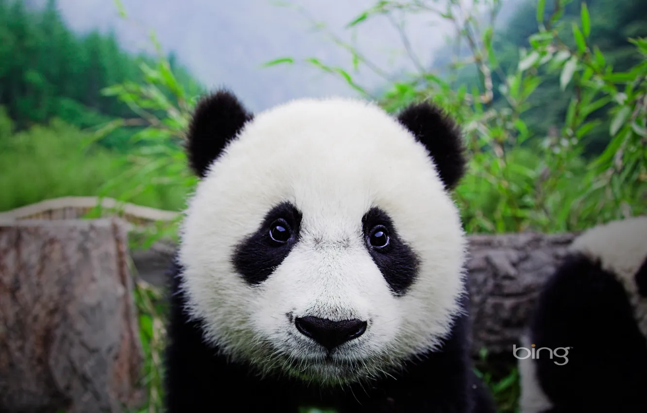 Photo wallpaper Bear, Panda, Face