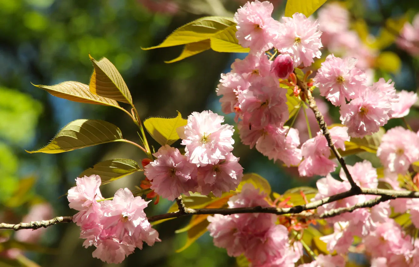 Photo wallpaper pink, cherry, spring, japanese