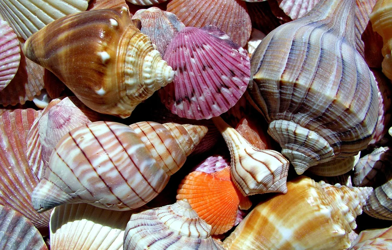 Photo wallpaper macro, nature, colored, shell, sea world