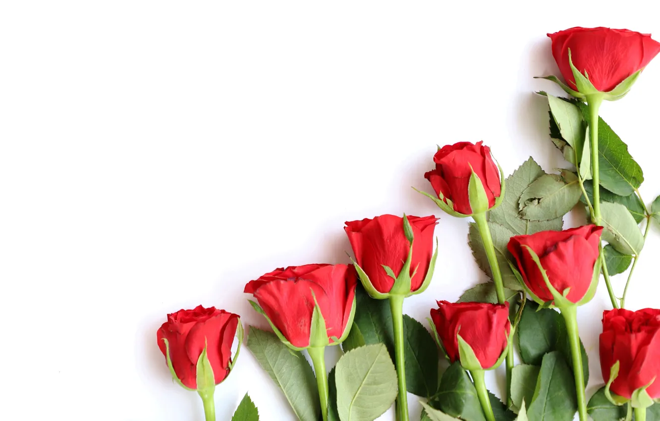 Photo wallpaper love, flowers, red, roses, bouquet, red, wood, flowers