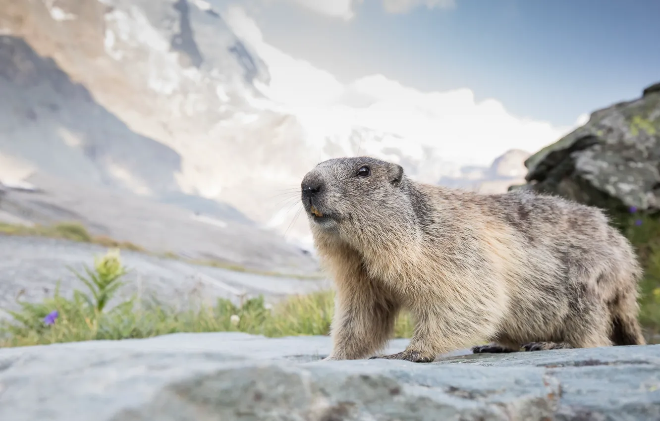 Photo wallpaper the sky, face, mountains, nature, stones, teeth, marmot, rodent