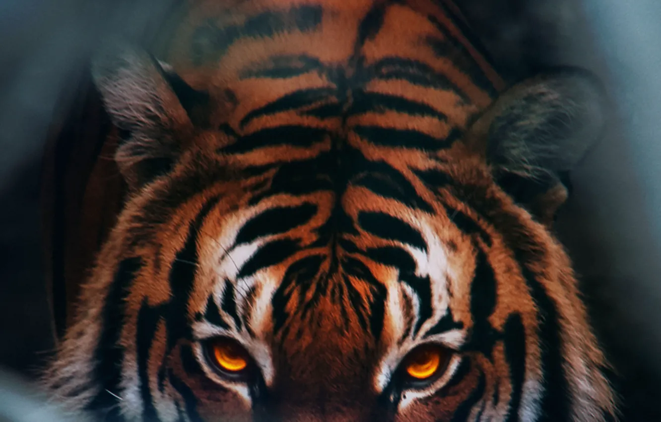 Photo wallpaper look, face, tiger, predator, ambush, big cat, closeup, Tiger in ambush