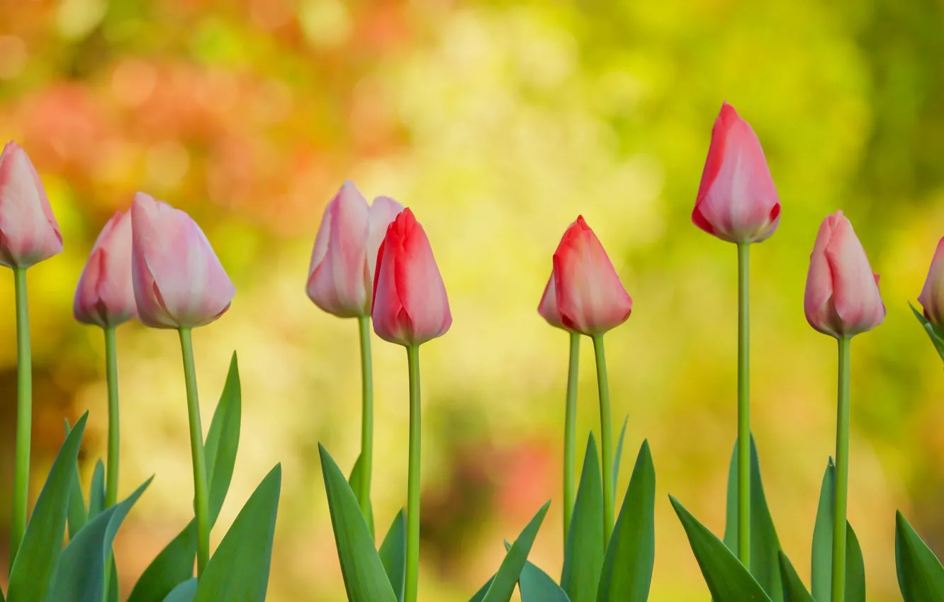 Photo wallpaper background, tulips, buds