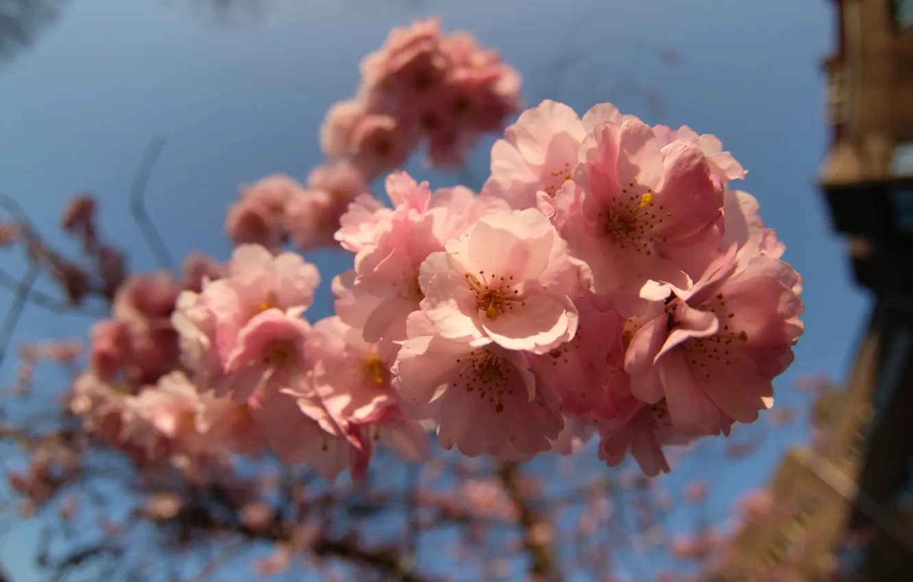 Photo wallpaper the sky, light, flowers, branches, the city, cherry, home, blur