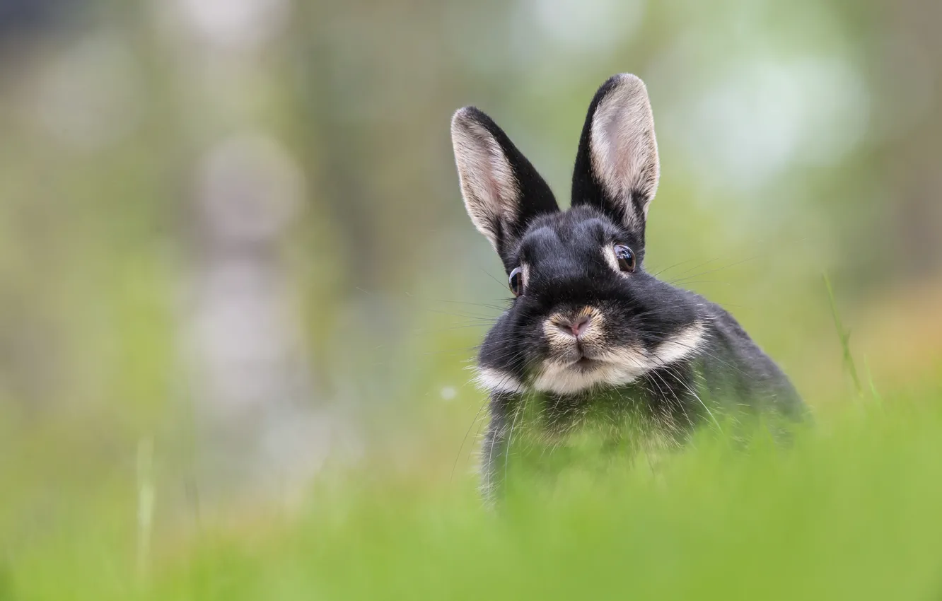 Photo wallpaper hare, muzzle, ears