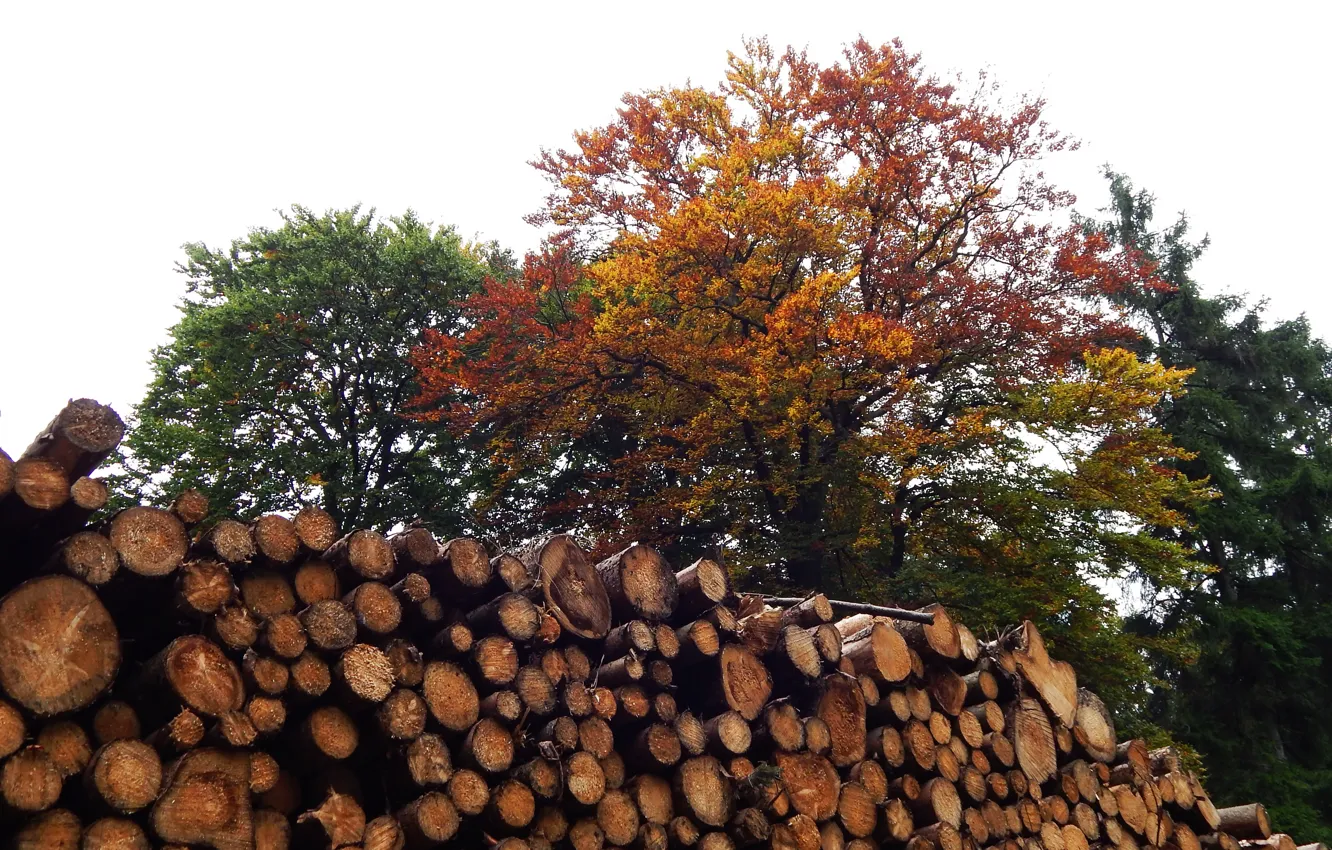 Photo wallpaper autumn, wood, trees, autumn, fall