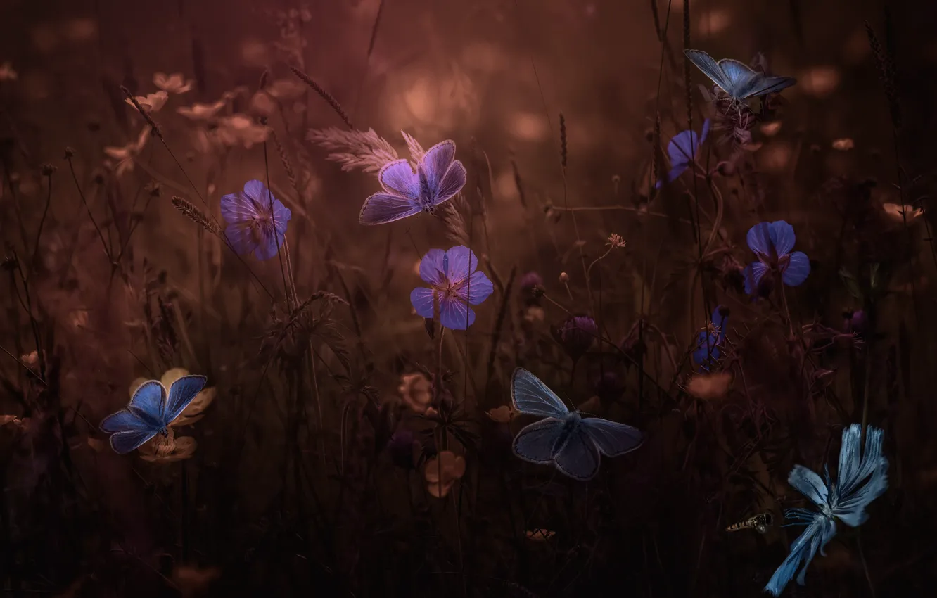 Photo wallpaper summer, macro, butterfly, flowers, the dark background, rendering, garden, photoart