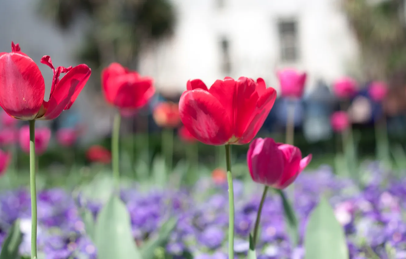 Photo wallpaper flowers, red, background, Wallpaper, glade, pink, flowers, wallpapers