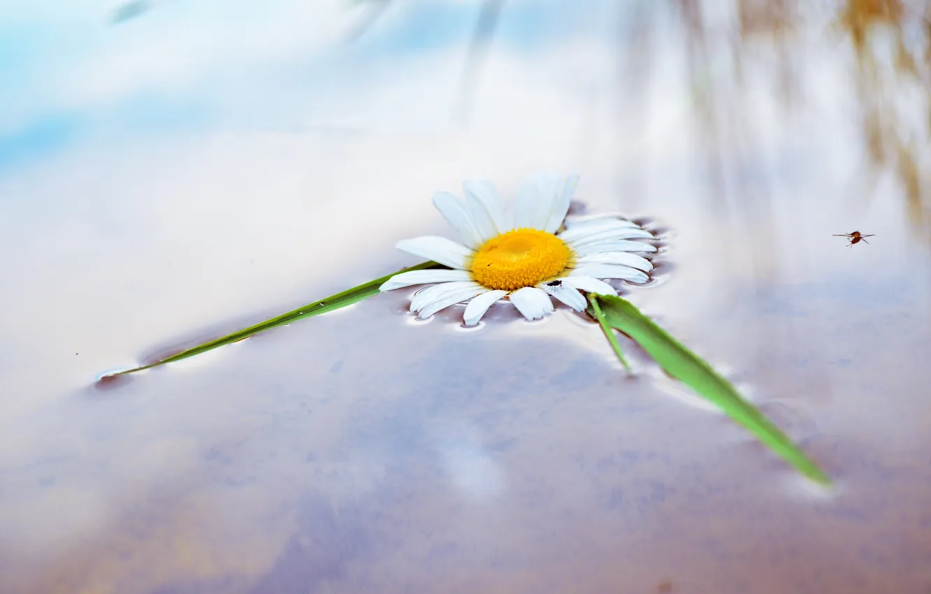 Photo wallpaper summer, the sky, water, macro, flowers, nature, reflection, heat
