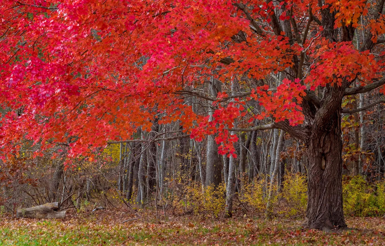 Photo wallpaper autumn, trees, nature