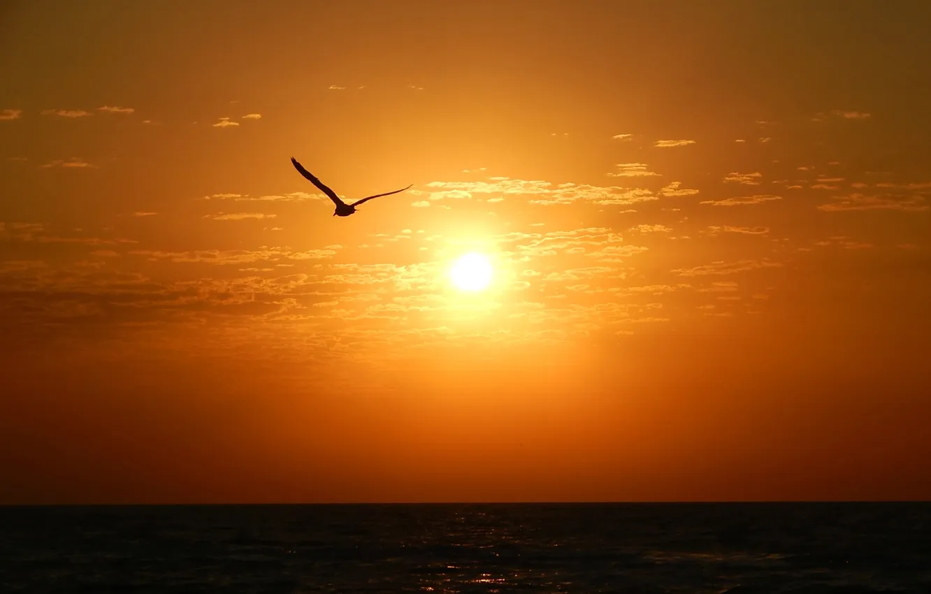 Photo wallpaper sea, the sky, the sun, Seagull, horizon, silhouette
