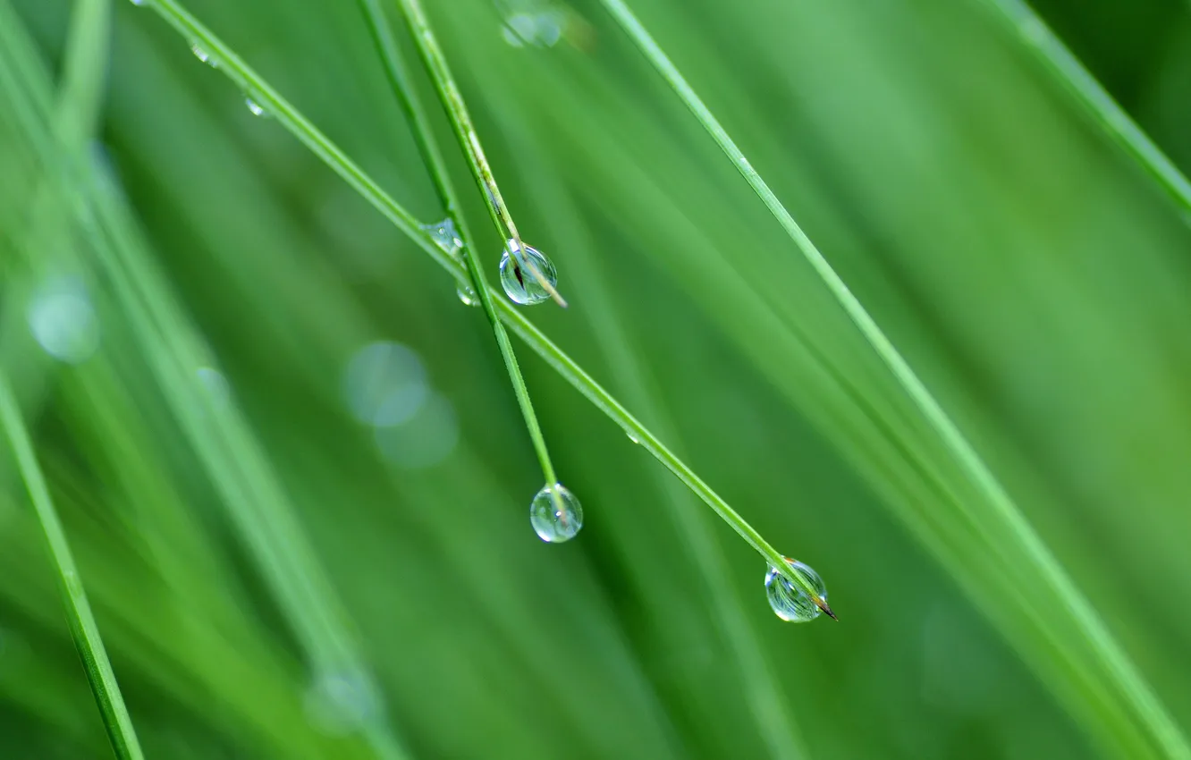 Photo wallpaper drops, weed, on the edge
