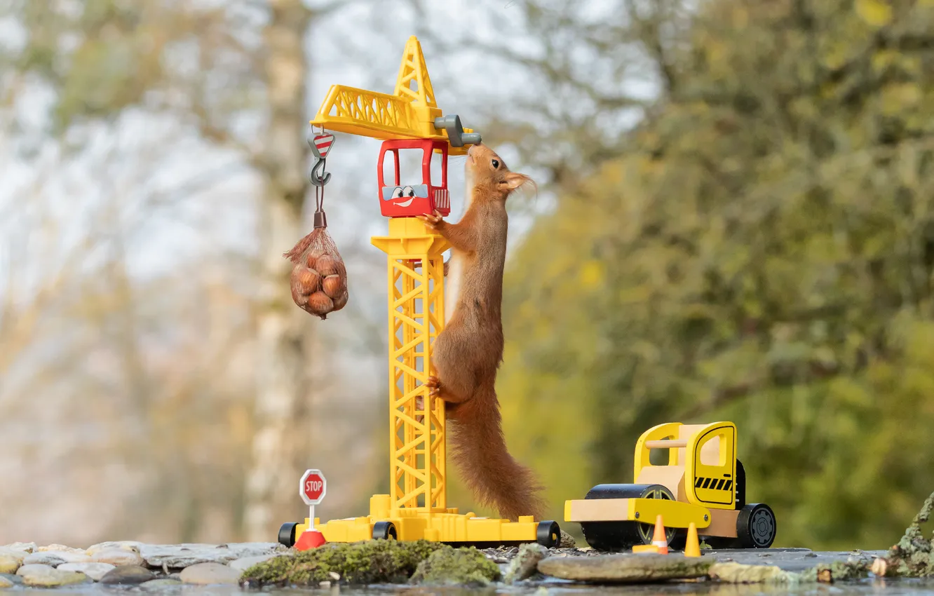 Photo wallpaper machine, look, water, nature, pose, toy, protein, red