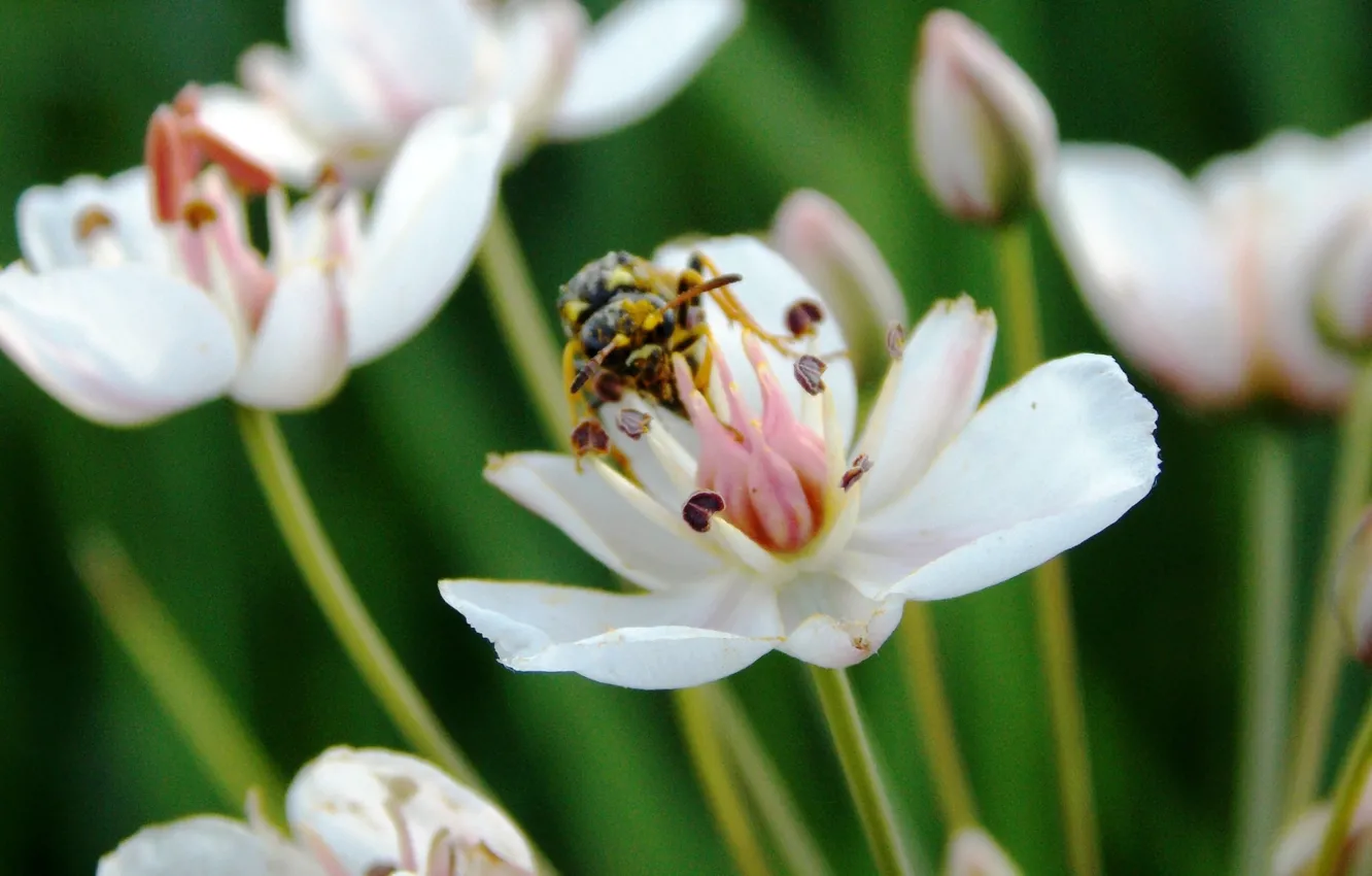 Photo wallpaper flowers, nature, flower, macro Wallpaper, beautifful