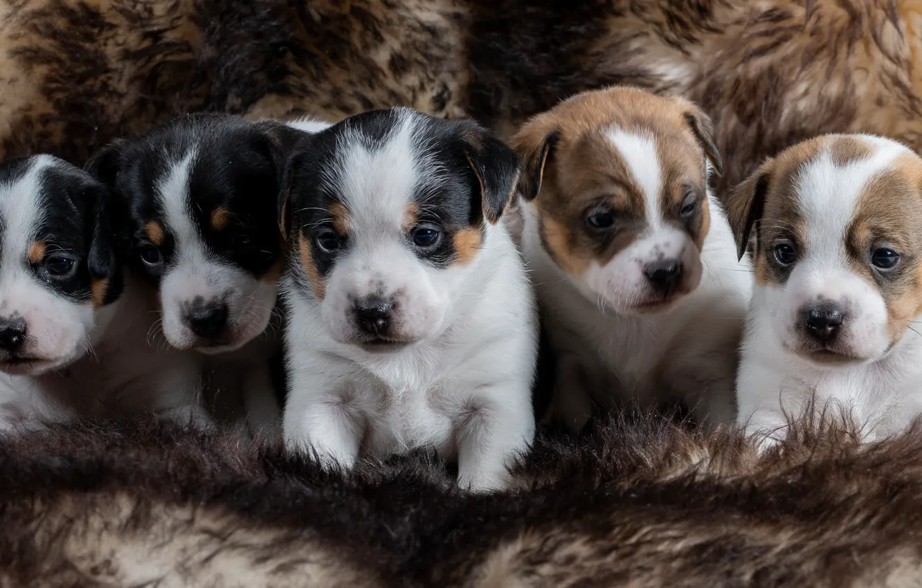 Photo wallpaper puppies, kids, Danish-Swedish farmdog, doggie