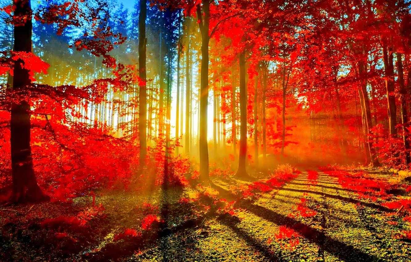 Photo wallpaper road, Autumn, Forest, sun rays