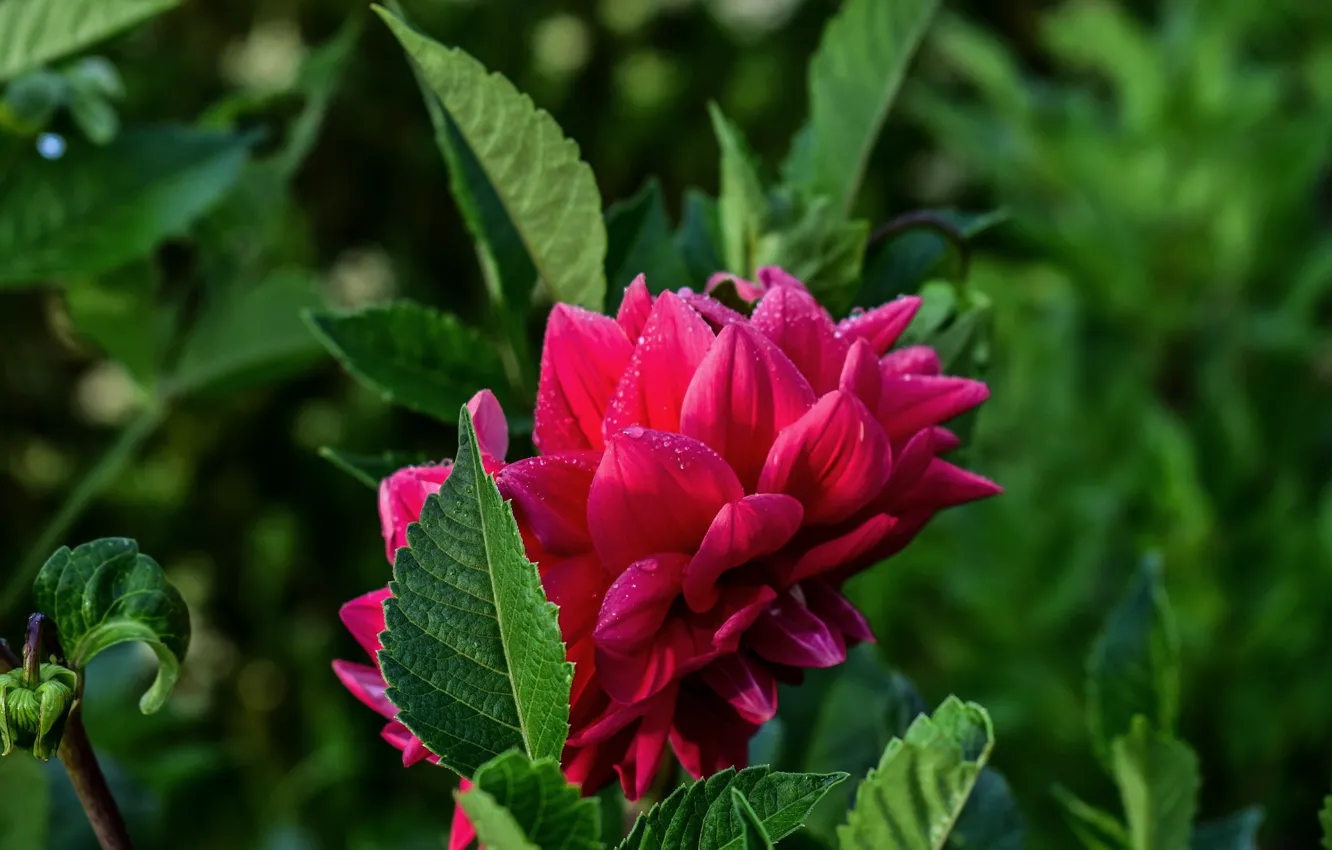 Photo wallpaper leaves, drops, petals, flowering, dahlias