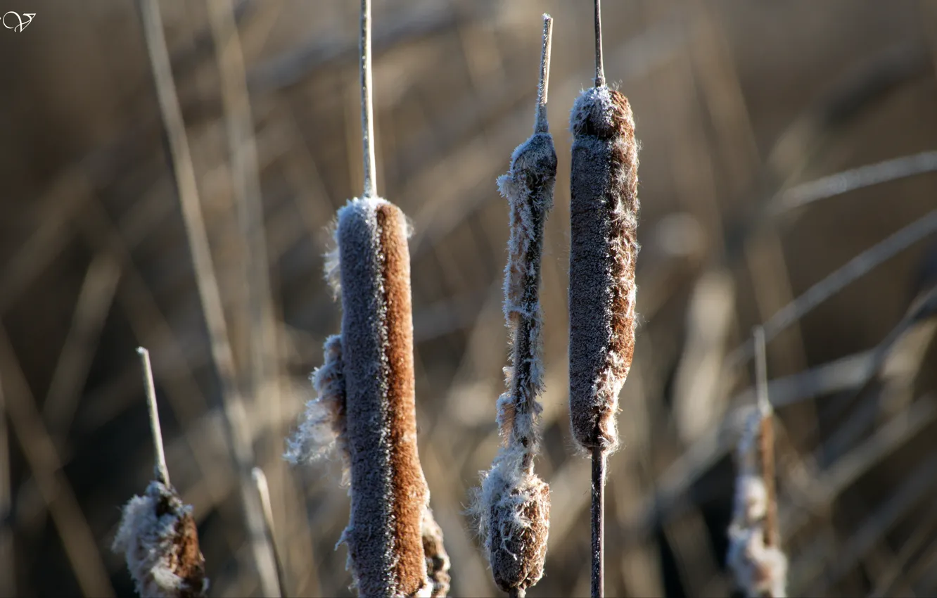 Photo wallpaper nature, beautiful, reed