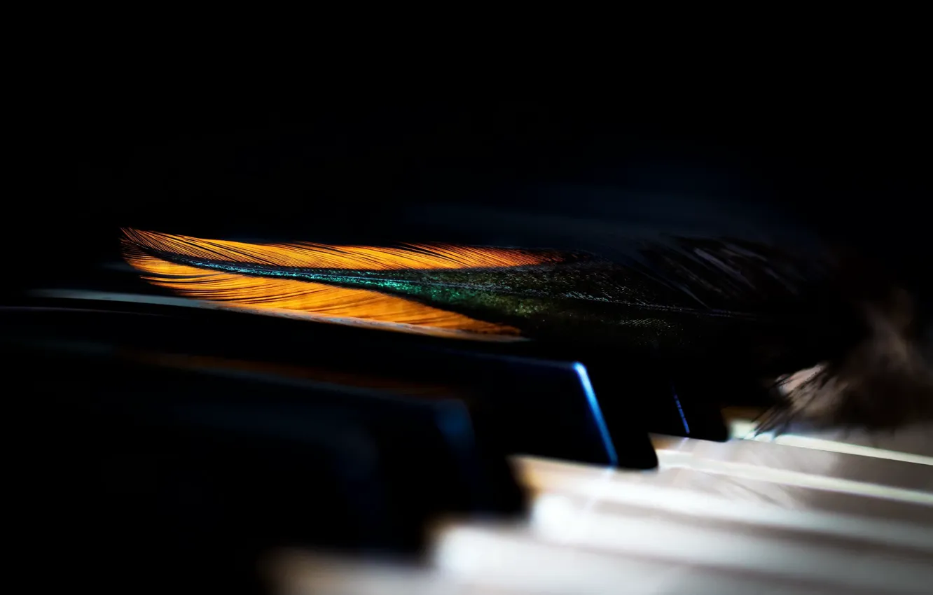 Photo wallpaper macro, feathers, piano keys