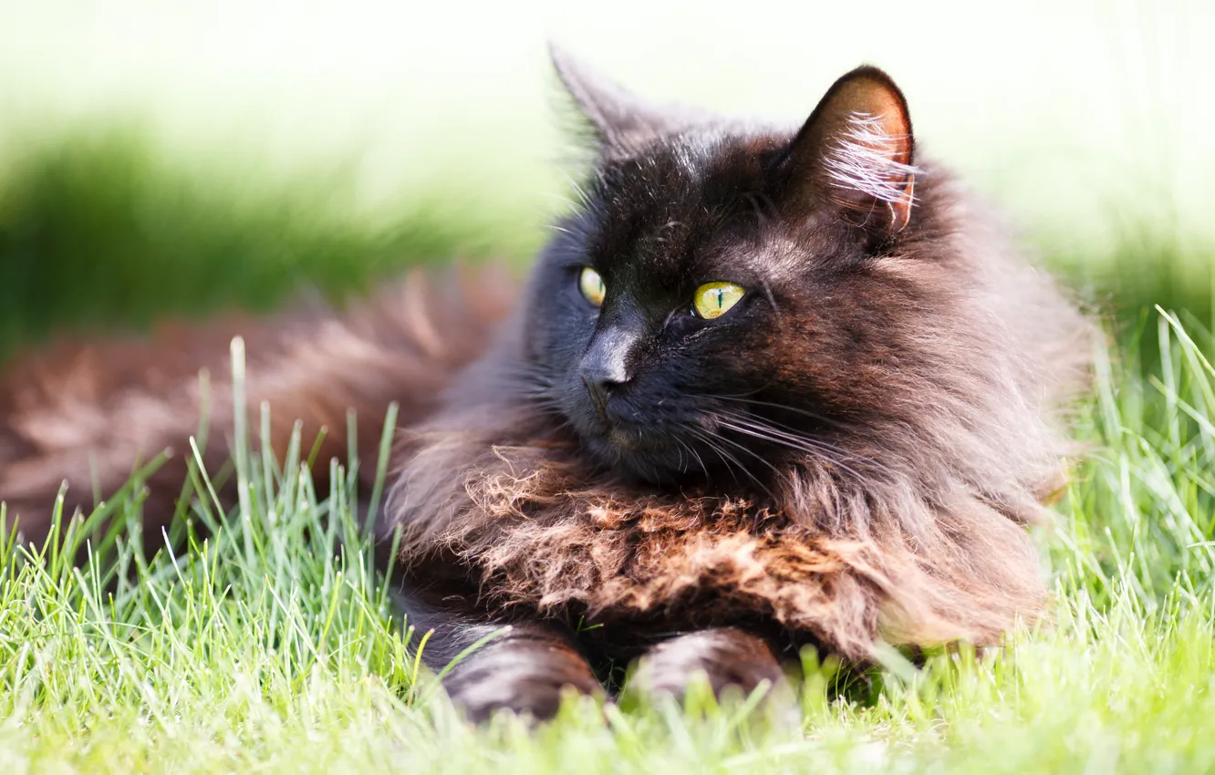 Photo wallpaper cat, grass, cat, look, black, lies