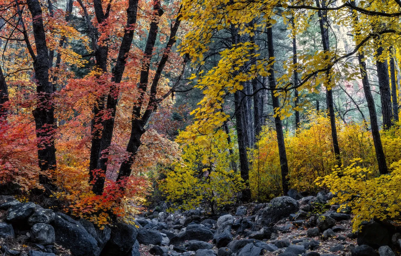 Photo wallpaper autumn, forest, trees, stones, foliage, maple