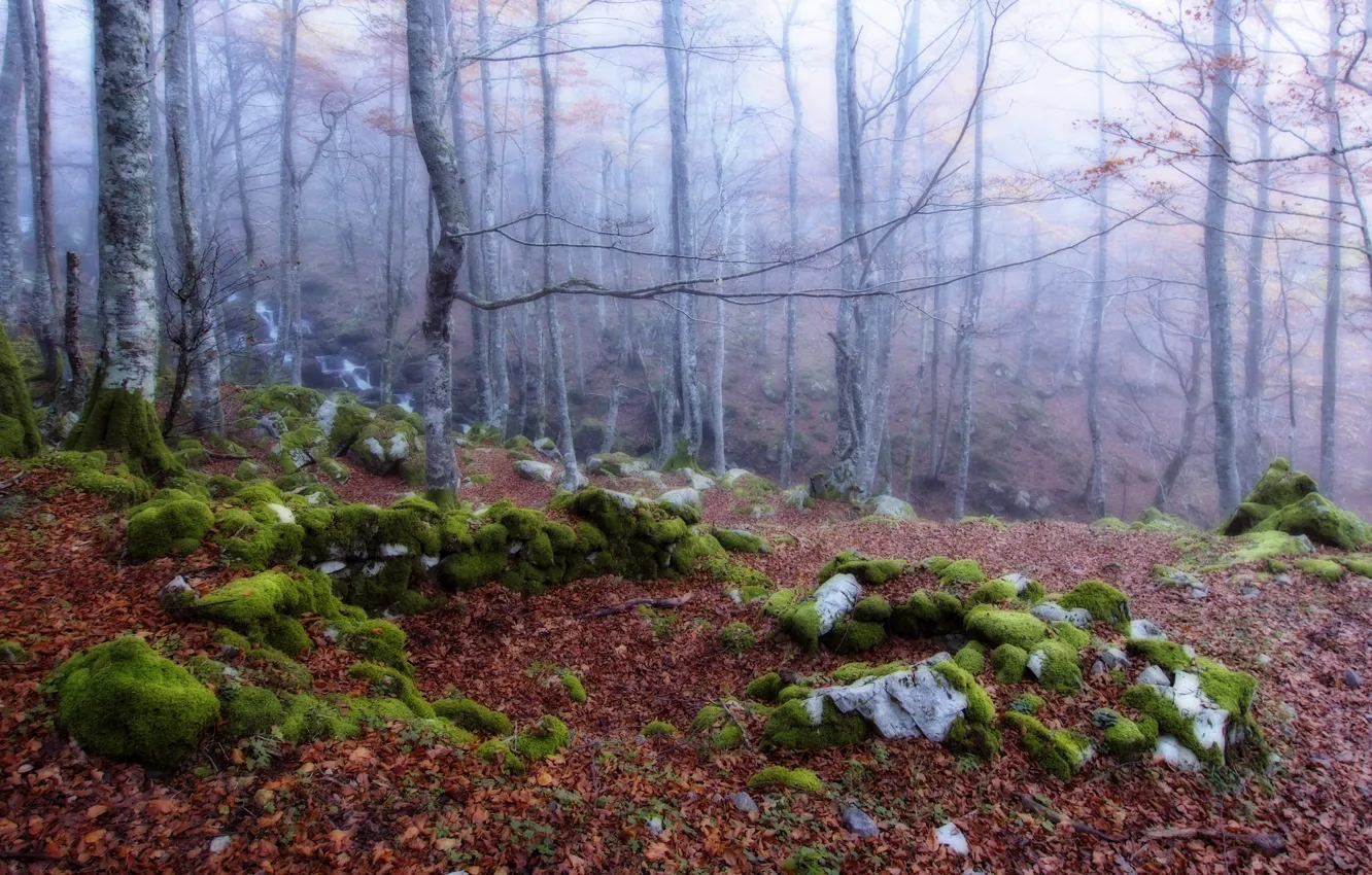 Photo wallpaper autumn, forest, nature, fog