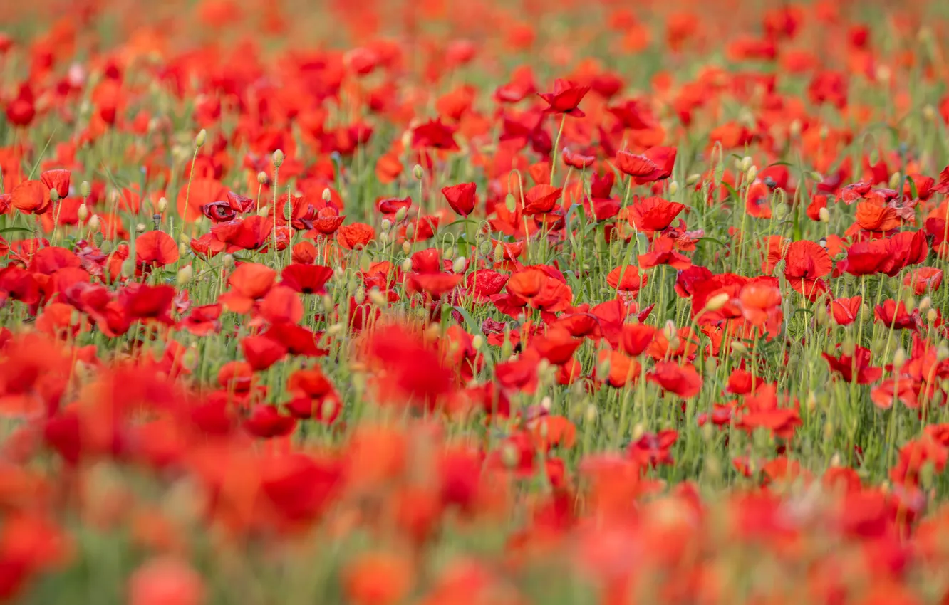 Photo wallpaper summer, flowers, red, bright, Maki, meadow, a lot, bokeh